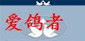 内蒙古爱鸽者公棚